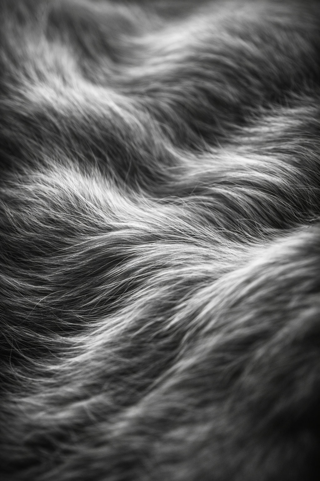 Cover pain like a warm palm. — Cat's Belly. Curl up, a lazy cat wrapped in body heat.