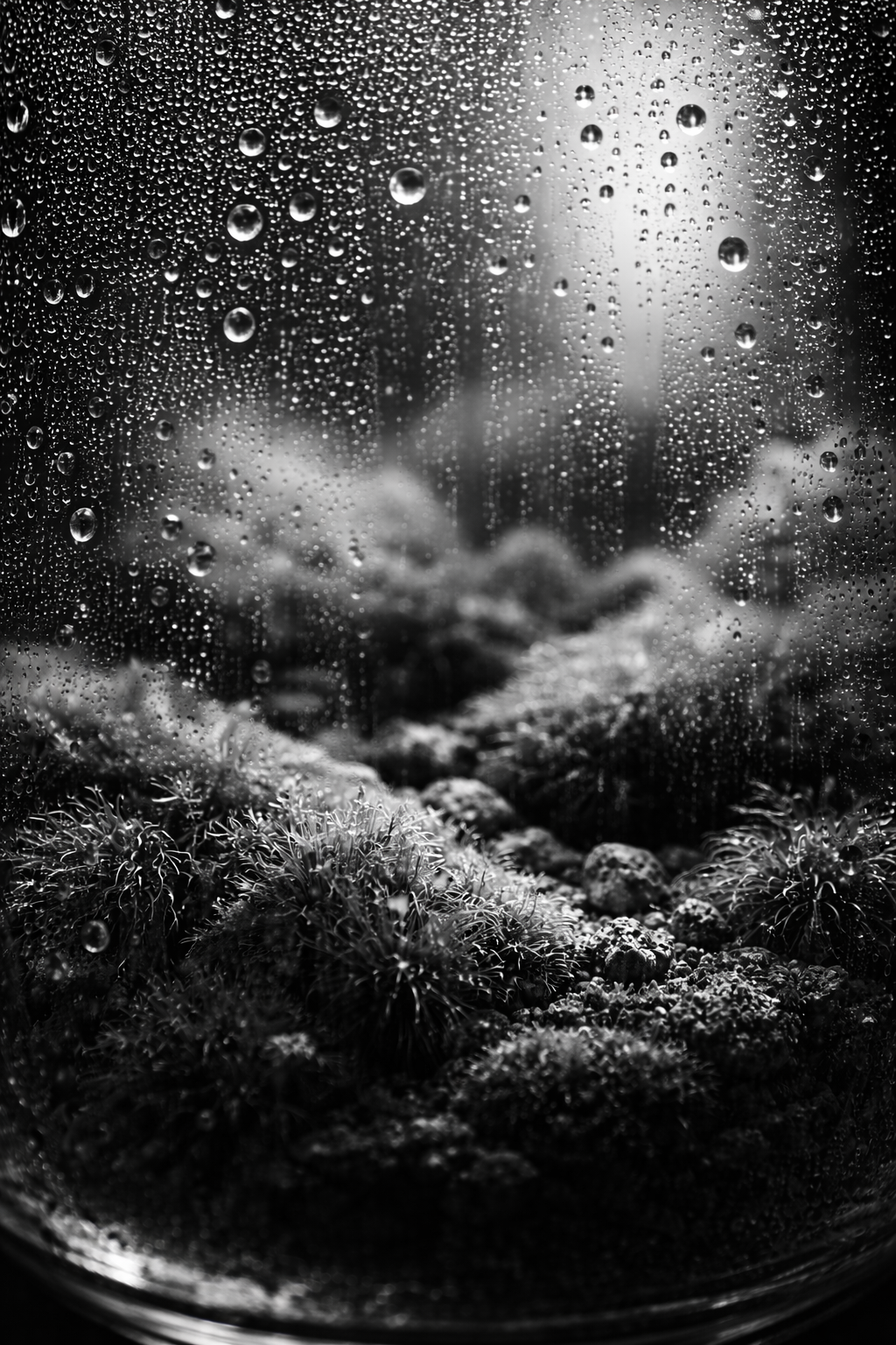 Fold consciousness into micro rainforest. — Terrarium. Fold consciousness into miniature rainforest.